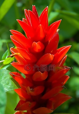 開花,花,紅色
