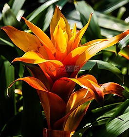 開花,花,橙