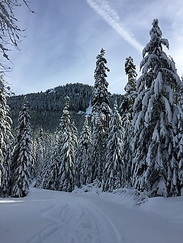 雪,冬天,樹