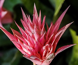 開花,花,粉紅色