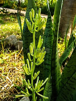 植物花卉,廠,綠色
