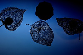 lampionblume,性質,藍色