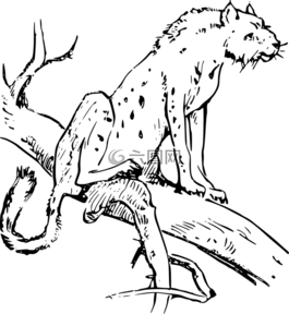 非洲,動(dòng)物,貓