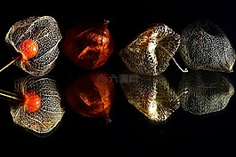 lampionblume,性質,藍色