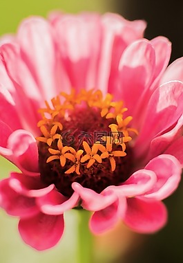 花,花園,開花