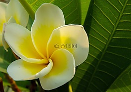 開花,花,白色黃色