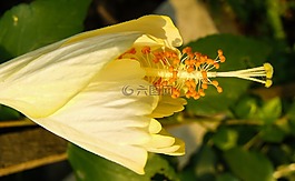 开花,花,雌蕊