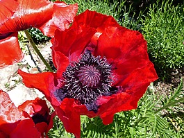 花,klatschmohn,紅色