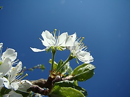 花卉,苹果花,himmel