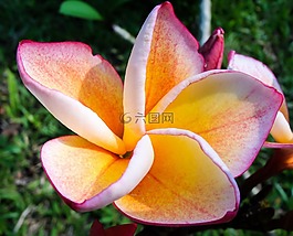 開花,花,粉紅色