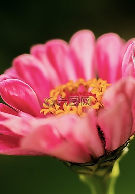 花,花園,開花