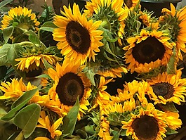 向日葵,出售,紐約城