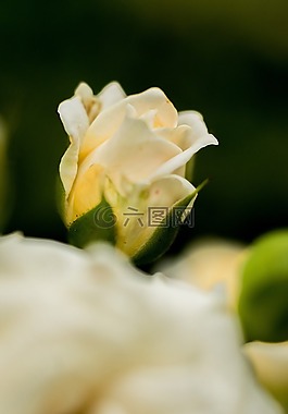 花,玫瑰,開花