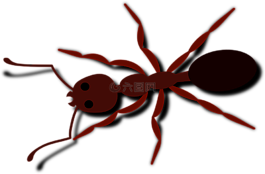 螞蟻,甲蟲(chóng)，昆蟲(chóng),昆蟲(chóng)