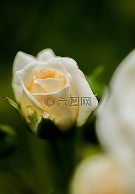 花,玫瑰,開花