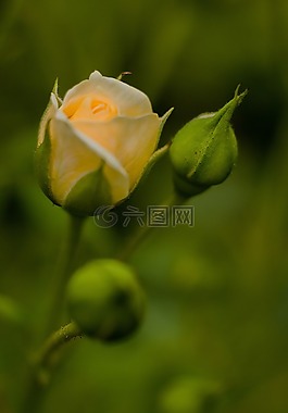 花,玫瑰,開花