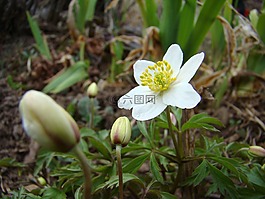 木海葵,花卉,春天的花
