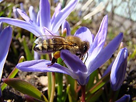 蜜蜂,昆虫,春天