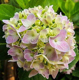 開花,花,紫綠色