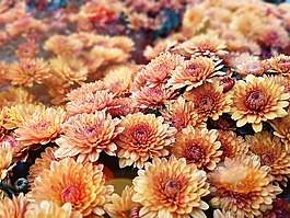花,黄,菊花