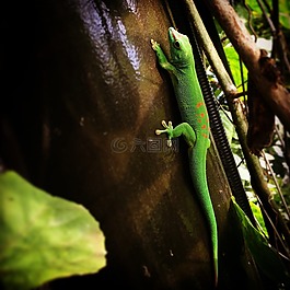 蜥蜴,動物園,爬行動物