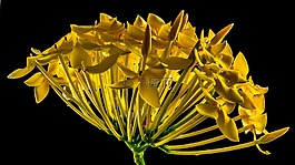 開花,花,黃色