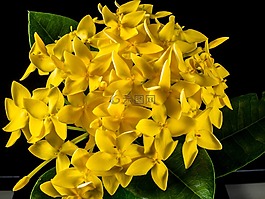 開花,花,黃色