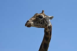 長頸鹿,動物,動物園