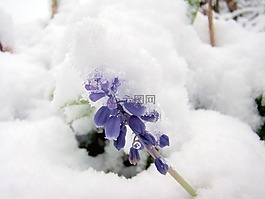 雪,冬天,冷