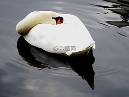 天鵝,池塘,水