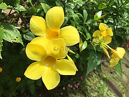 黃色鐘,黃鐘花,花