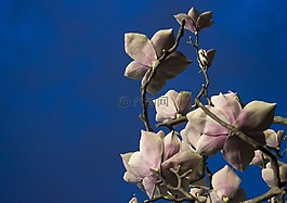 鮮花,雕塑,藝術(shù)