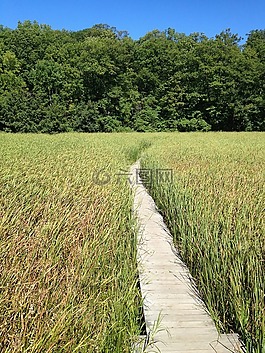 馬什,木橋,路徑