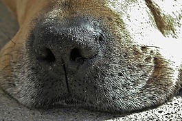狗,狗的鼻子,關閉