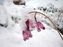 雪,凍結(jié),冷