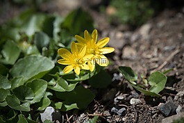 白屈菜,春天的花朵,早布盧默