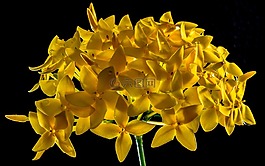 開花,花,黃色