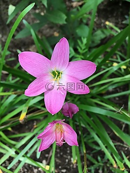 花,自然,花的