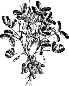 螺母,花生,植物