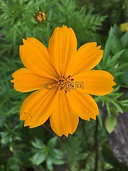 花,自然,花的