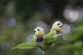 花,關(guān)閉,春天