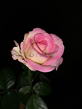 花,自然,春