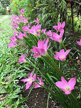 花,自然,花的