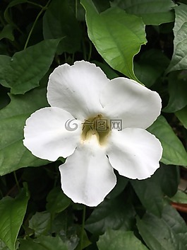 花,自然,花的