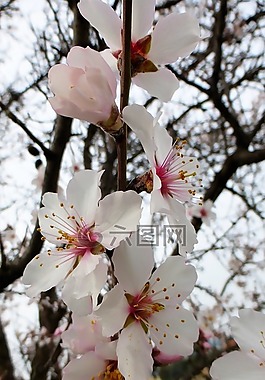 分支機構,花,樹