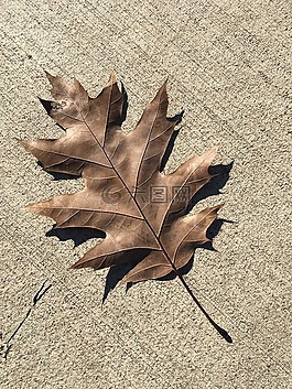 奧克,葉,棕色