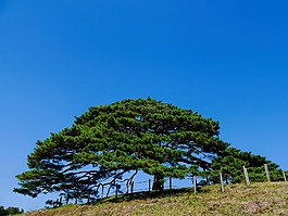 松樹,松,植物