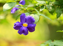 花,花園,自然