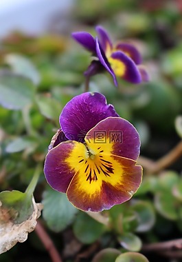 花,開花,潘茜