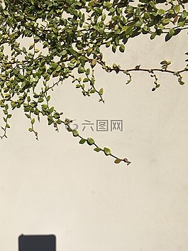 常春藤,墻,表面